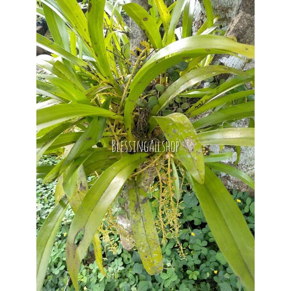 Anggrek liparis / anggrek hutan