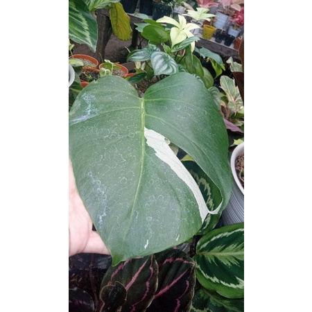 Tanaman Hias monstera varigata 1 daun pancing