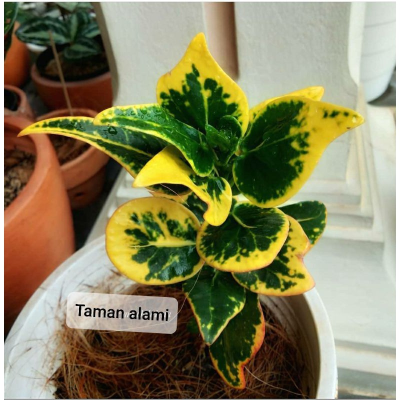 tanaman hias puring koin - puring koin - pohon puring