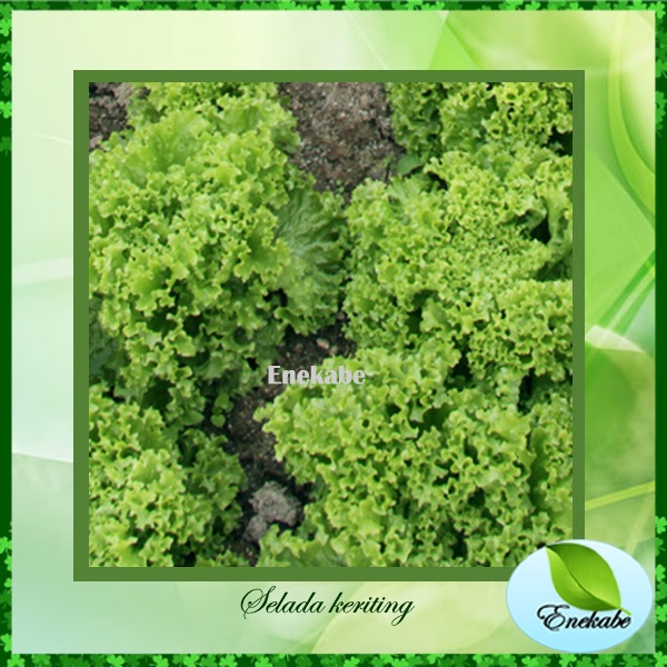 Bibit Selada Keriting Benih Selada Bibit Tanaman Sayuran Lalapan