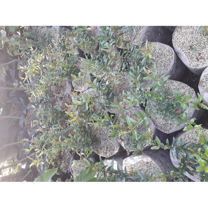 Promo Delima / Bibit Delima Merah / Bibit Delima Diskon