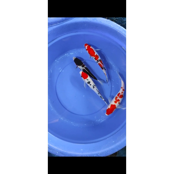 / paket pelengkap kolam ikan koi kohaku,sanke & budo goromo | jual koi murah
