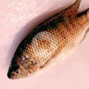 

Ikan Mujair 1 kg