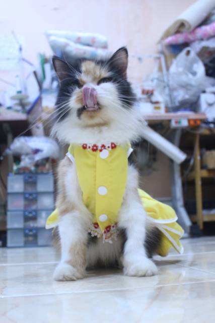 Dress polos warna kuning lucu untuk kucing / baju kucing murah size S-XL