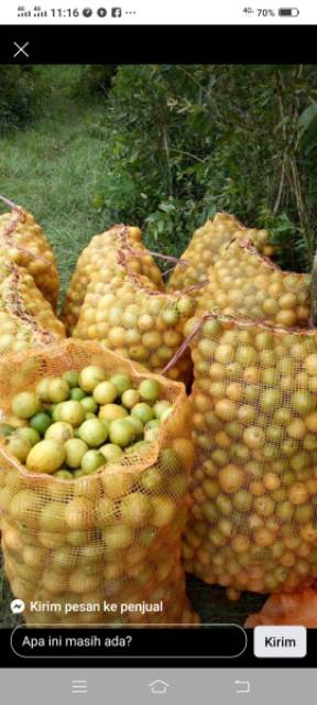 

Lemon Lokal Premium Nyaris Tanpa Biji Segar Airnya Banyak