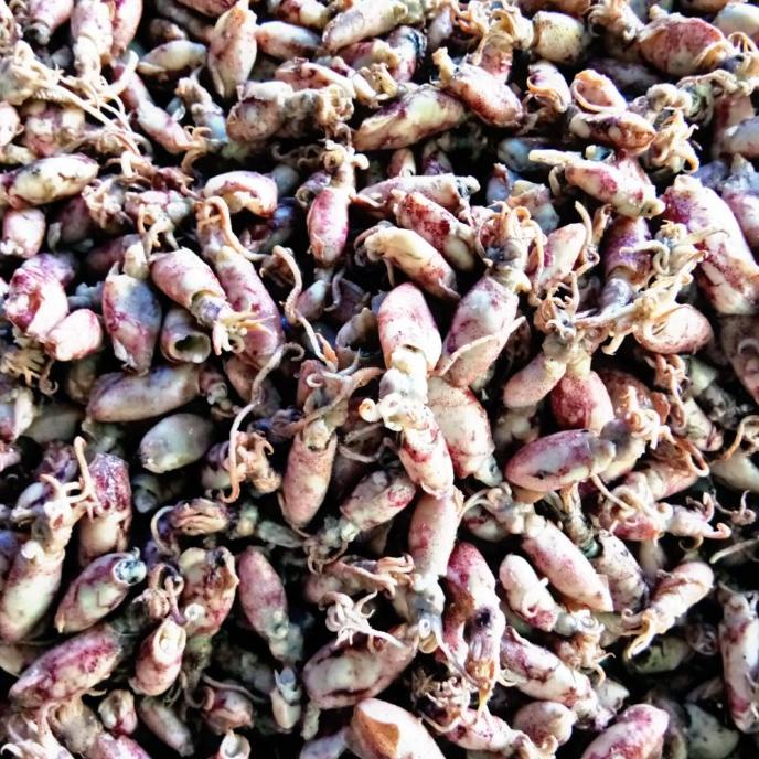 

[COD] Jual Baby Cumi Asin fresh 500gram [COD]