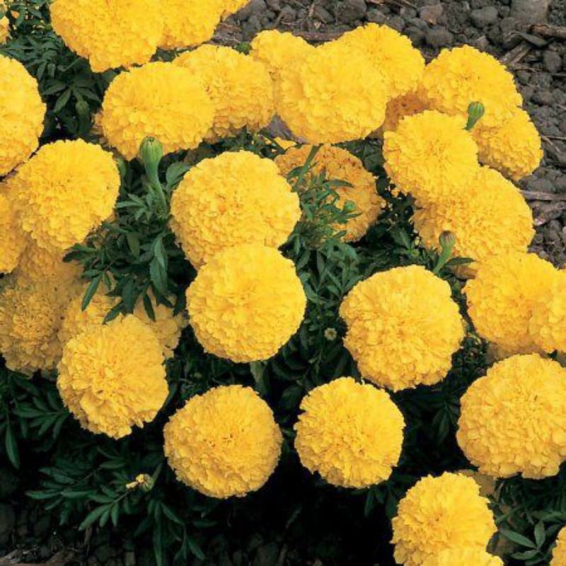 benih bunga marigold kuning.