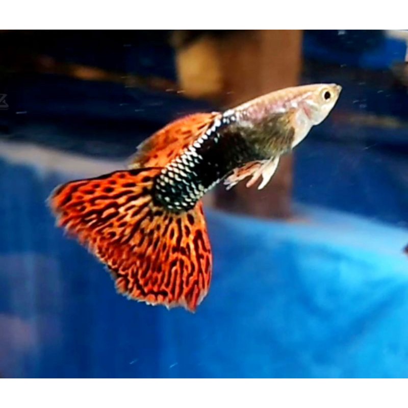 IKAN HIAS GUPPY DRAGON  BIG EAR |  sz INDUKAN