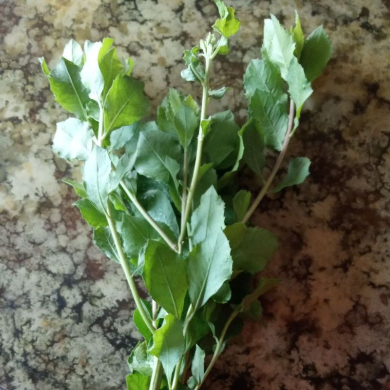 

Daun Beluntas segar per helai