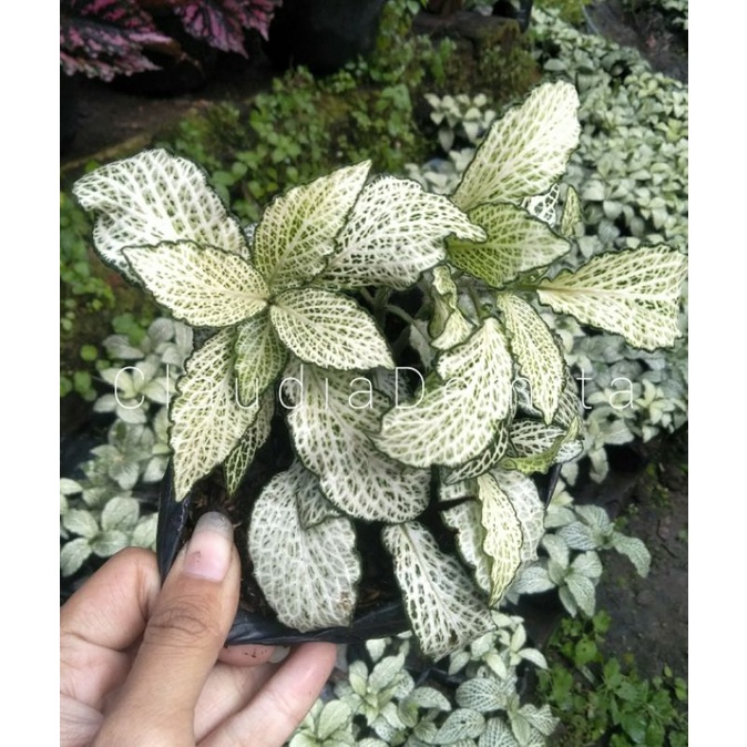 Fittonia White Flame