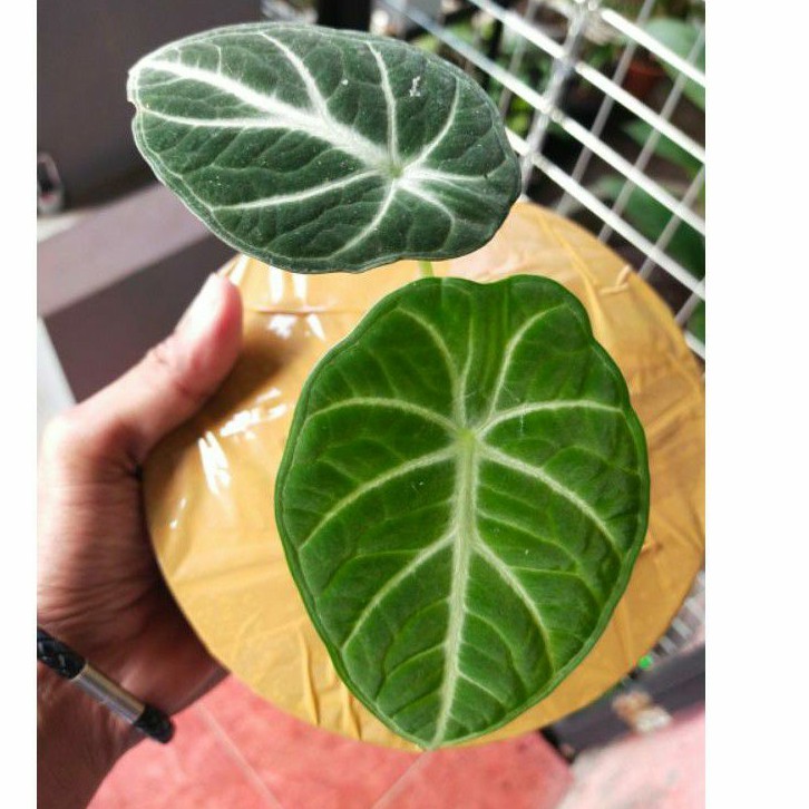Alocasia Black velvet ninja ori