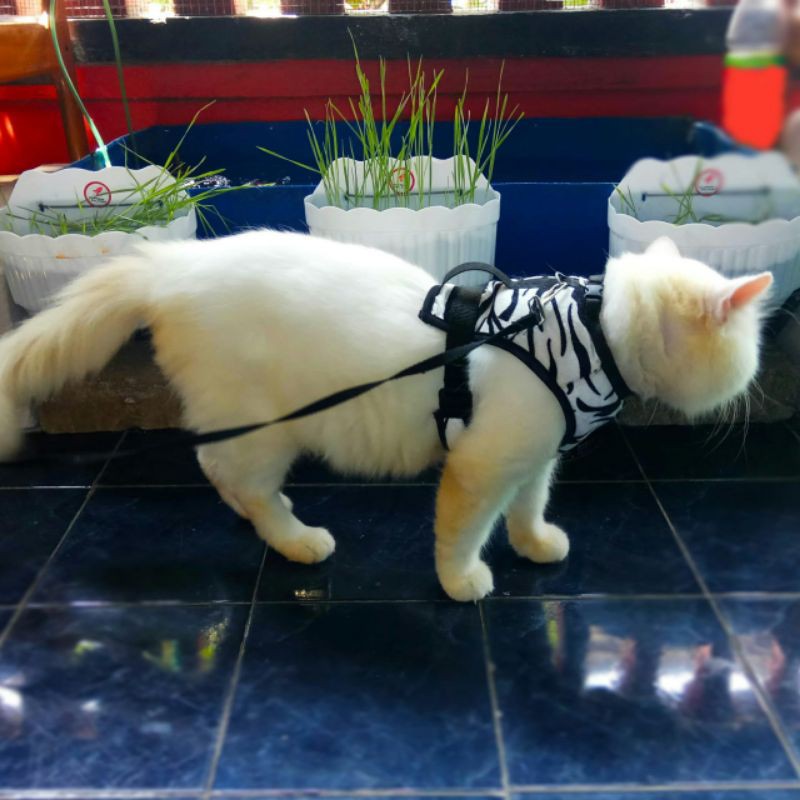 baju tuntutan kucing