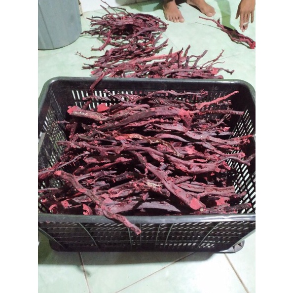 BAHAN AKAR BAHAR MERAH