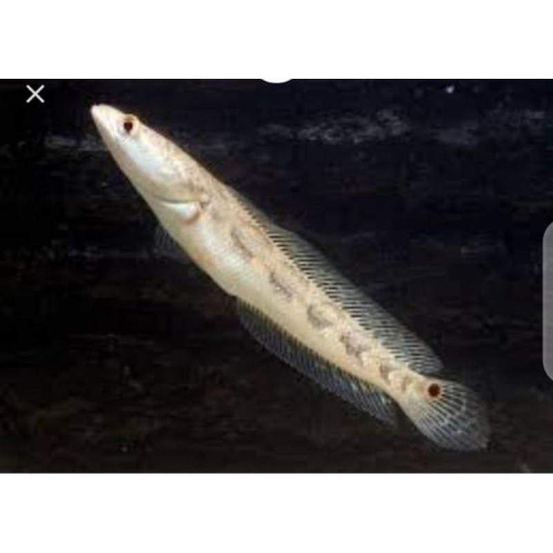 GREEN MARULIUS BARITO -+ 4cm