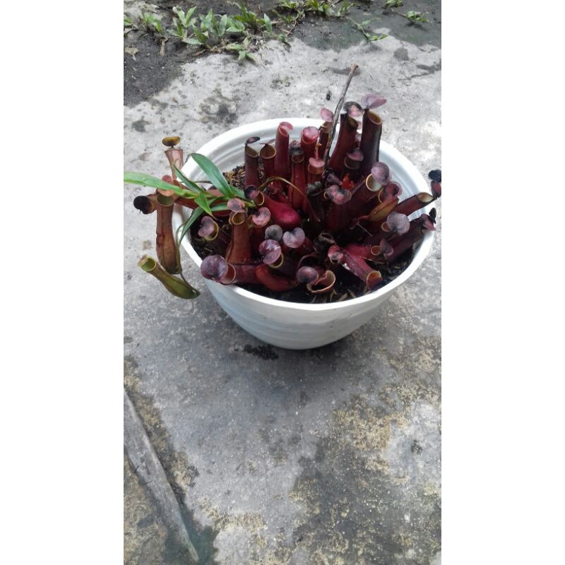 nepenthes gracilis red