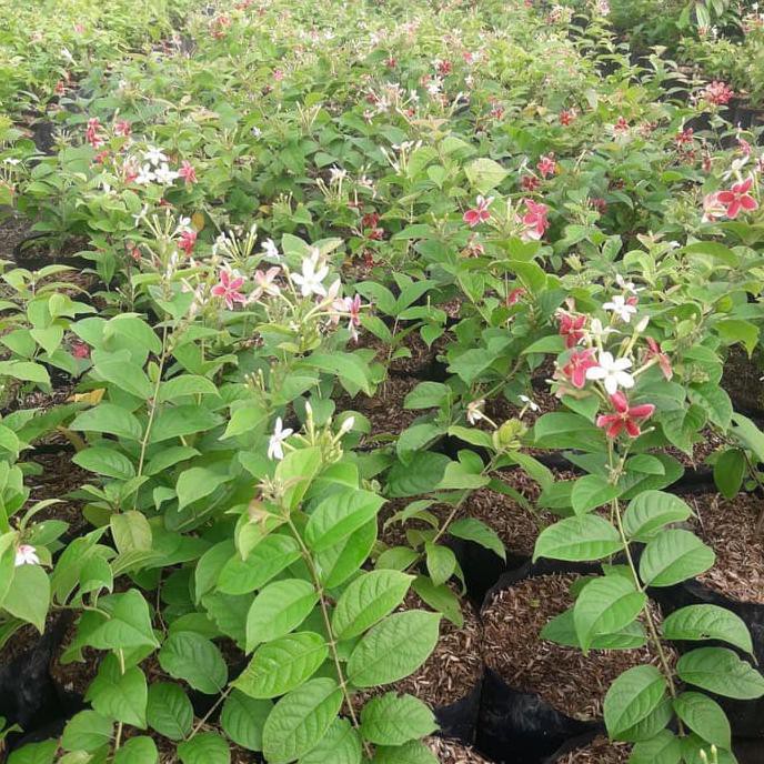 Ju@L Tanaman Hias Bunga Melati Belanda Bibit Pohon Bunga Thai Double Flower
