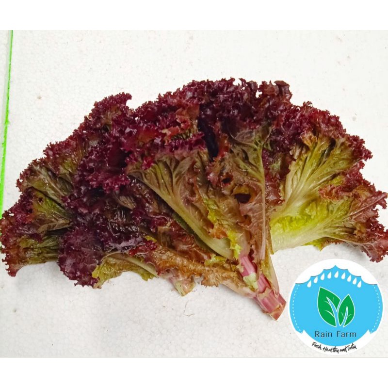 

Lollorosa Lettuce 250 gr Rain Farm Sayur Segar Bandung