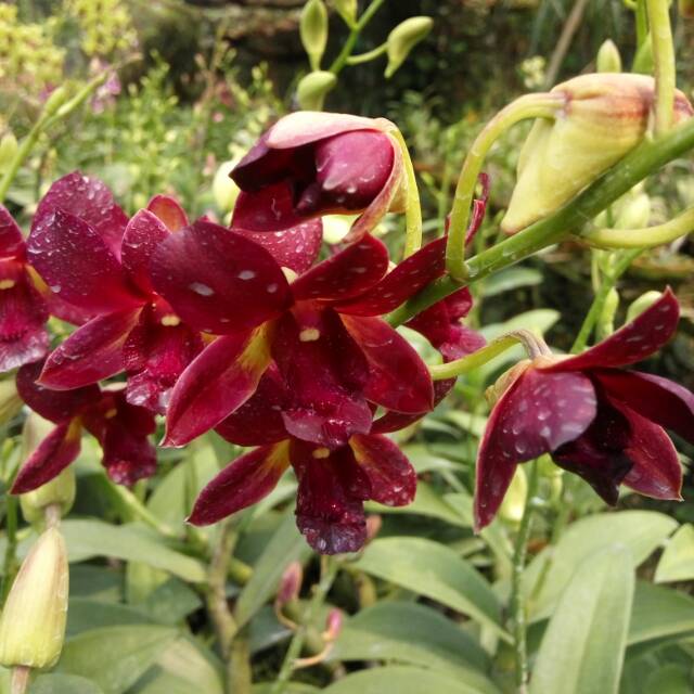 Anggrek dendrobium coyote red