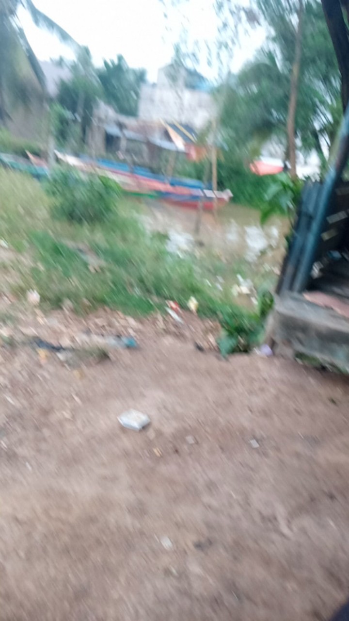 Bswart Batik Hrb026 Kenongo Hem Pendek Padi Pekalongan M L Xl Batik Pria Murah Modern Grosir