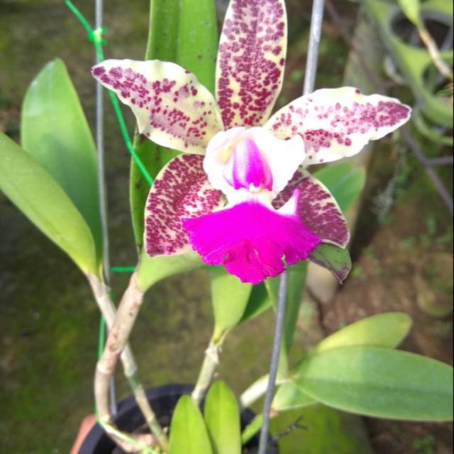 Anggrek Cattleya Tianmu Sesame