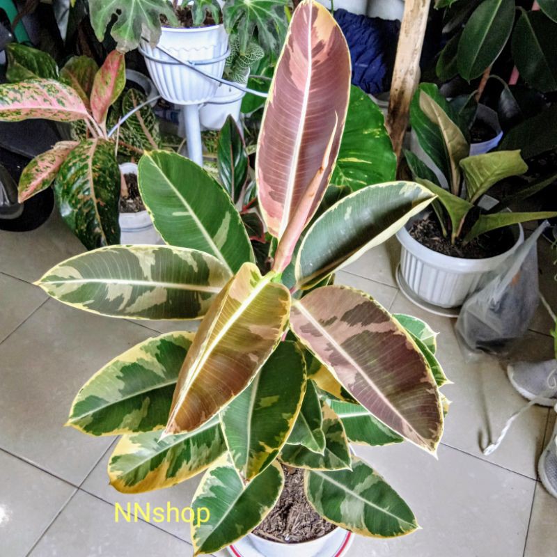KARET KEBO VARIGATA/FICUS ELASTICA RUBY VARIGATA