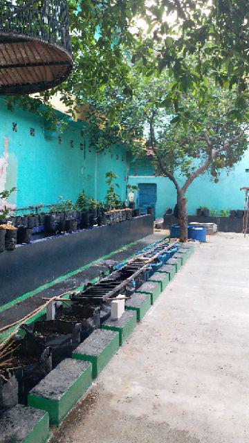 Bibit Tanaman Buah Kesemek Super