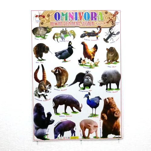 

POSTER ANAK GAMBAR BINATANG OMNIVORA