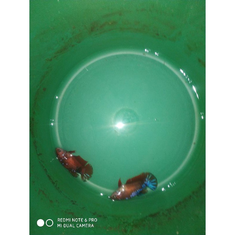 ikan cupang betina fancy line hellboy