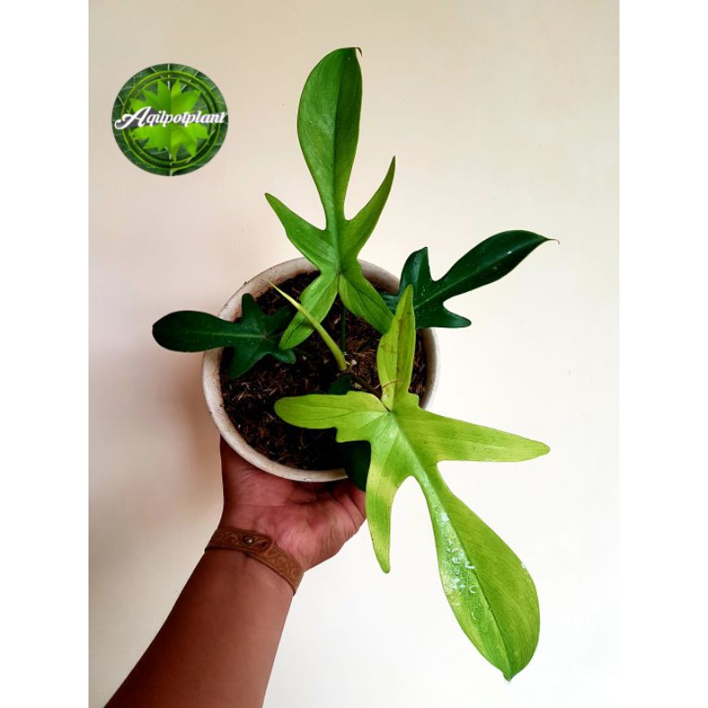 Philodendron Florida Ghost Mint