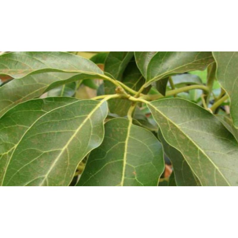 

Daun Alpukat Segar per100Lembar