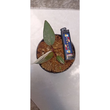 Philo Anderson ekonomis