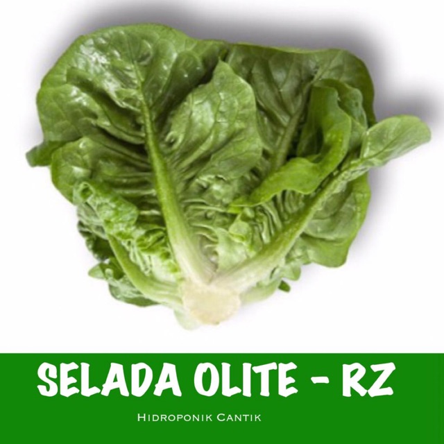 Benih selada Olite / Romain mini RZ Belanda