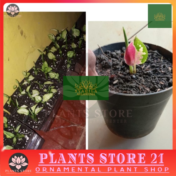 Promo Paket 2 Bibit Tanaman Hias Aglonema / Baby Tanaman Hias / Baby Aglonema Super White - Suksom J