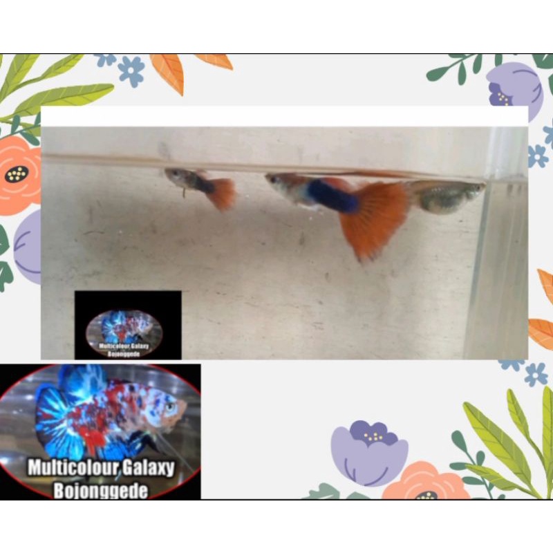 ikan guppy hb red /Tuxedo koi 1 pair