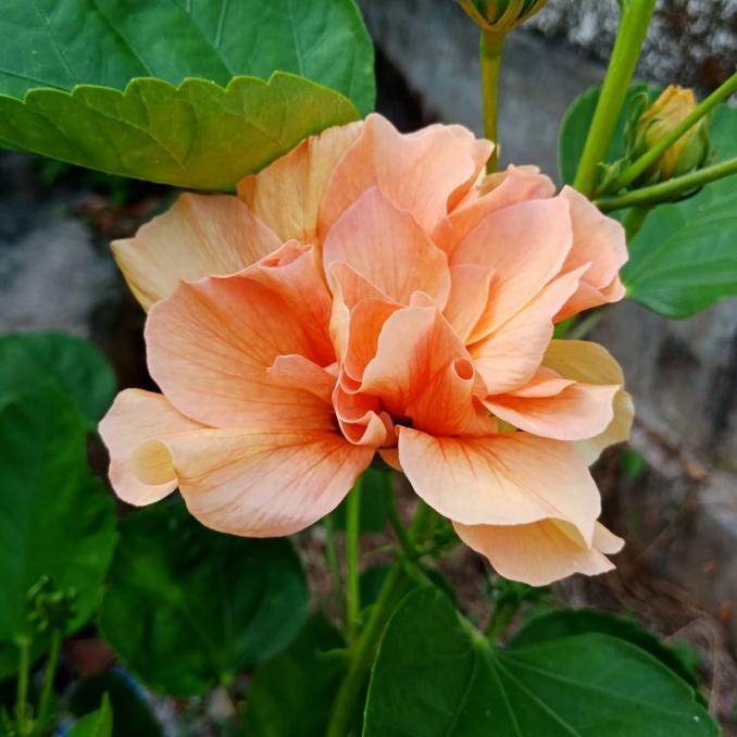 :::::::] Bunga Sepatu & Hibiscus kuning tumpuk