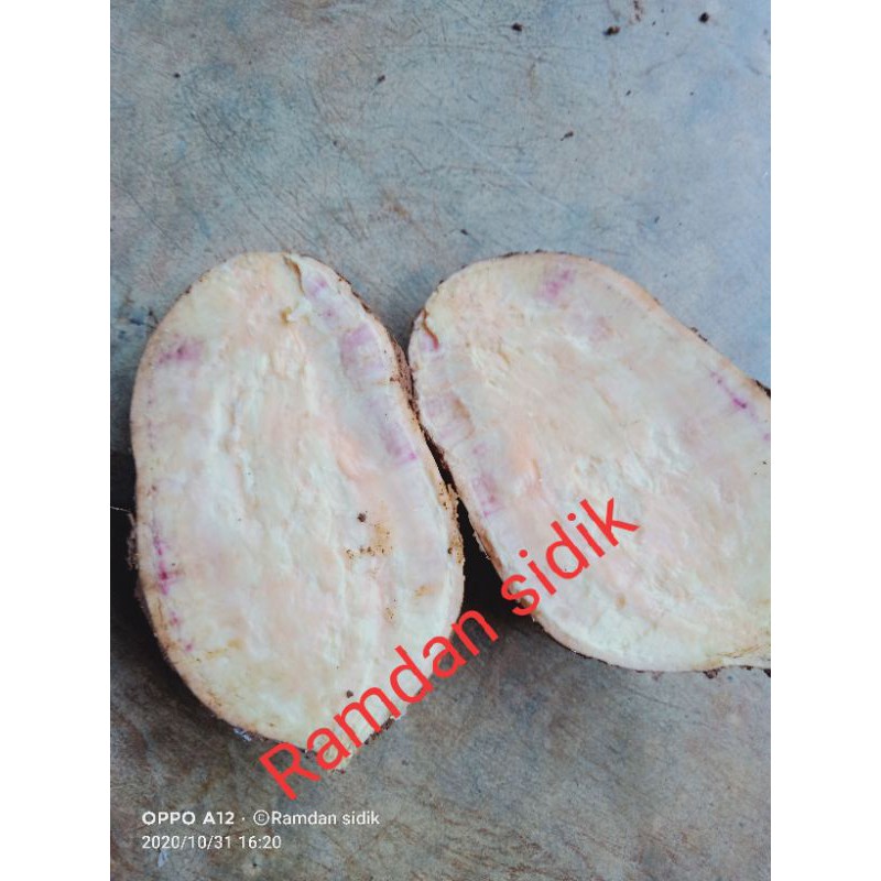 

termurah umbi /Hui ketan cocok sama kopi 1kg