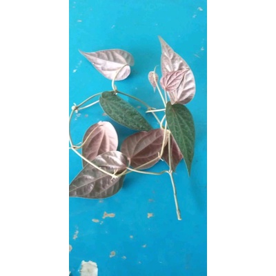 

⭐⭐⭐⭐⭐ daun sirih/suruh merah segar 1 kg