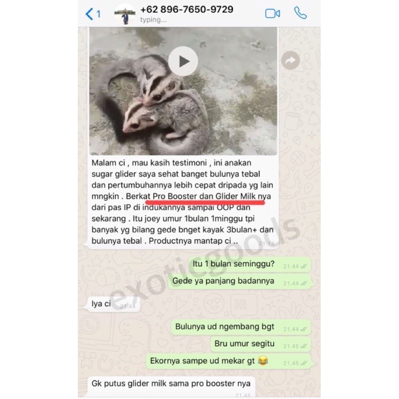 EXOTICGOODS GLYDER MILK 50g SUSU SUGAR GLIDER VITAMIN SUGAR GLIDER SUSU JOEY SUGAR GLIDER SUSU HEWAN