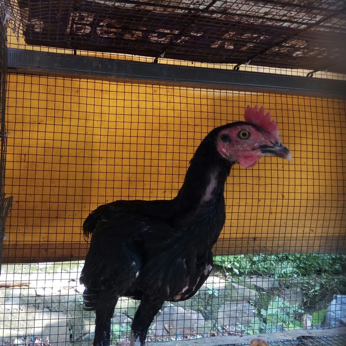 Ayam Kampung Jantan -Jago- Muda -Lancuran- Anakan DOC
