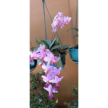 anggrek bulan mini doritis dewasa