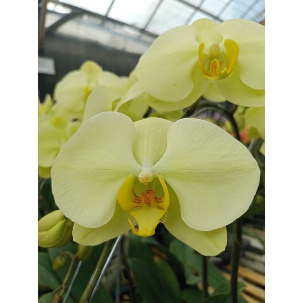 anggrek bulan premium warna hijau kekuningan phalaenopsis hybrid kuning muda bunga jumbo kondisi knop mekar