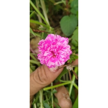 Bunga krokot jenis tumpuk impor