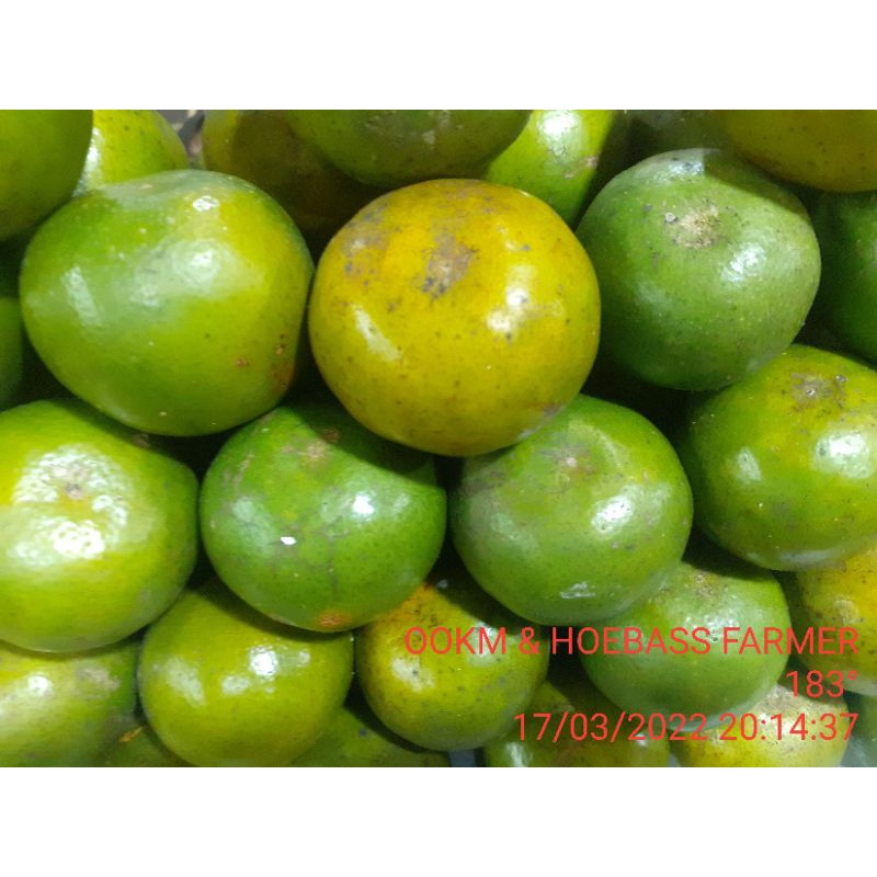 

JERUK PONTIANAK FRESH ISI 7 BUAH PERKG