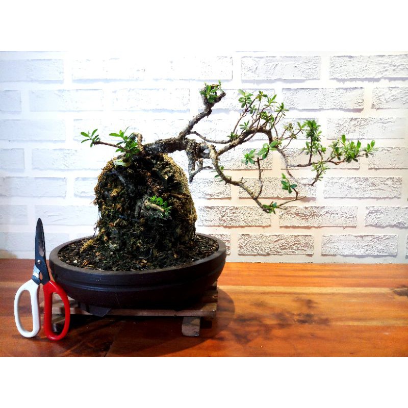 Bonsai Santigi on the rock