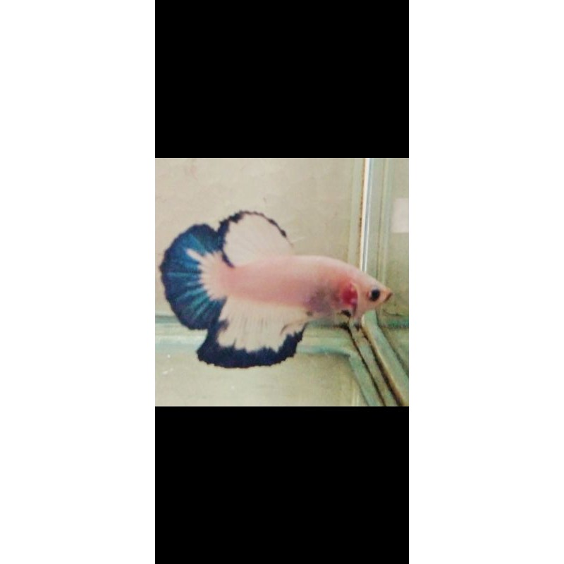 

hmpk bluerim thailand