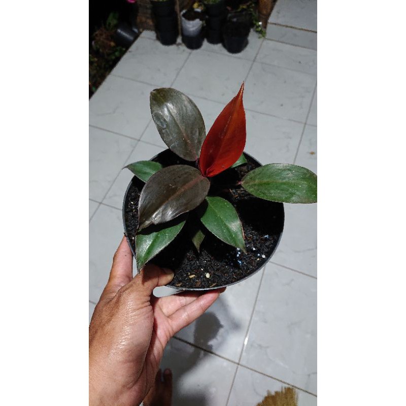 Tanaman Hias Philo Red Imperial (Langka).