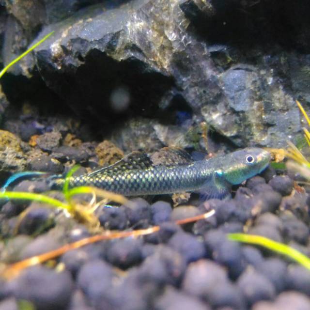 Stiphodon Semoni (Blue Neon Goby)