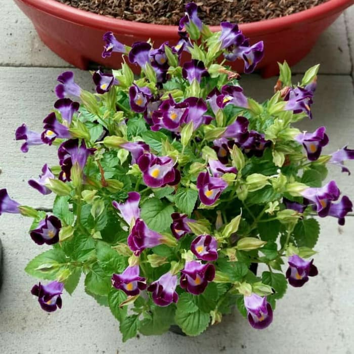 Teronia ungu  (Torenia fournieri )berbunga - tanaman hias teronia tanaman gantung pot gantung