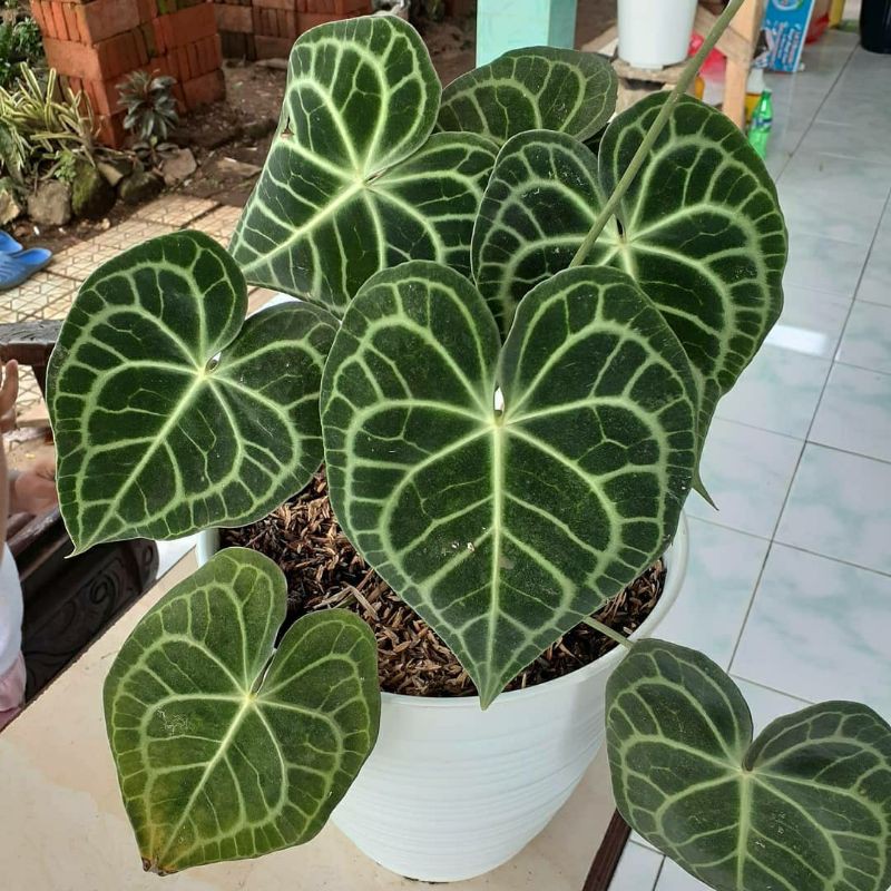 kuping gajah tarantula