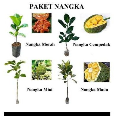 paket 2 bibit nangka okulasi cepat berbuah(murah)
